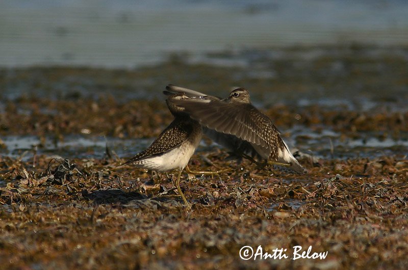 Avainsanat: Valona Tinksmed Bosruiter Wood Sandpiper Mudatilder Liro Chevalier sylvain Bruchwasserläufer Réti cankó Flóastelkur Piro-piro boschereccio Grønnstilk Maçarico-bastardo Tringa glareola Andarríos Bastardo Grönbena