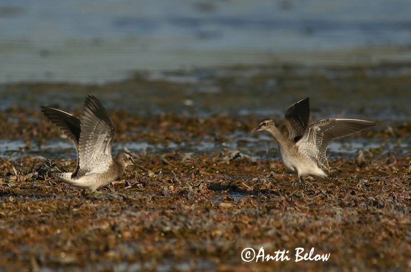 Avainsanat: Valona Tinksmed Bosruiter Wood Sandpiper Mudatilder Liro Chevalier sylvain Bruchwasserläufer Réti cankó Flóastelkur Piro-piro boschereccio Grønnstilk Maçarico-bastardo Tringa glareola Andarríos Bastardo Grönbena