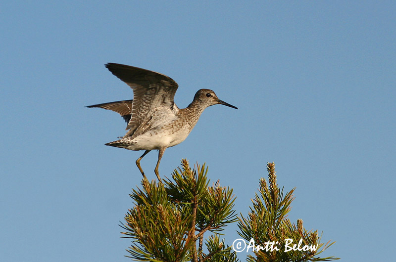 Avainsanat: Valona Tinksmed Bosruiter Wood Sandpiper Mudatilder Liro Chevalier sylvain Bruchwasserläufer Réti cankó Flóastelkur Piro-piro boschereccio Grønnstilk Maçarico-bastardo Tringa glareola Andarríos Bastardo Grönbena