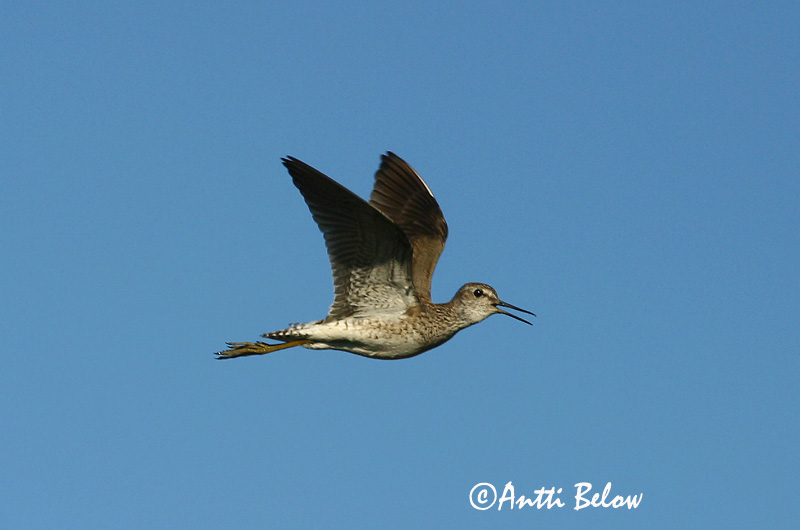 Avainsanat: Valona Tinksmed Bosruiter Wood Sandpiper Mudatilder Liro Chevalier sylvain Bruchwasserläufer Réti cankó Flóastelkur Piro-piro boschereccio Grønnstilk Maçarico-bastardo Tringa glareola Andarríos Bastardo Grönbena