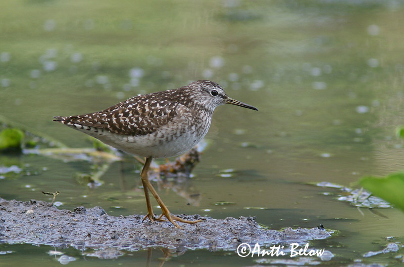 Avainsanat: Valona Tinksmed Bosruiter Wood Sandpiper Mudatilder Liro Chevalier sylvain Bruchwasserläufer Réti cankó Flóastelkur Piro-piro boschereccio Grønnstilk Maçarico-bastardo Tringa glareola Andarríos Bastardo Grönbena