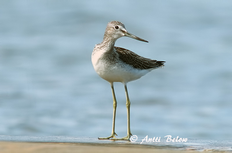 Avainsanat: Gamba verda Hvidklire Groenpootruiter Common Greenshank Heletilder Valkoviklo Chevalier aboyeur Grünschenkel Szürke cankó Lyngstelkur Gluttsnipe Perna-verde-comum Tringa nebularia Archibebe Claro Gluttsnäppa