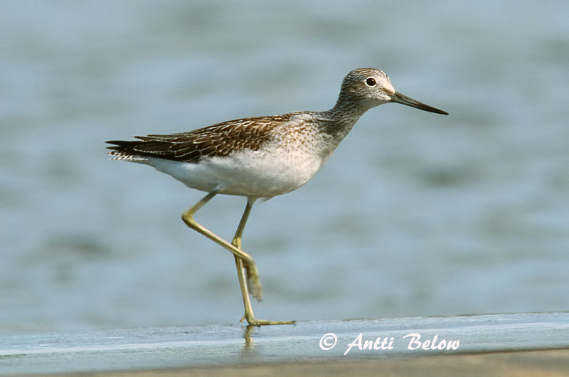 Avainsanat: Gamba verda Hvidklire Groenpootruiter Common Greenshank Heletilder Valkoviklo Chevalier aboyeur Grünschenkel Szürke cankó Lyngstelkur Gluttsnipe Perna-verde-comum Tringa nebularia Archibebe Claro Gluttsnäppa