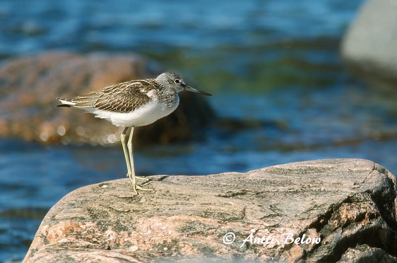 Avainsanat: Gamba verda Hvidklire Groenpootruiter Common Greenshank Heletilder Valkoviklo Chevalier aboyeur Grünschenkel Szürke cankó Lyngstelkur Gluttsnipe Perna-verde-comum Tringa nebularia Archibebe Claro Gluttsnäppa