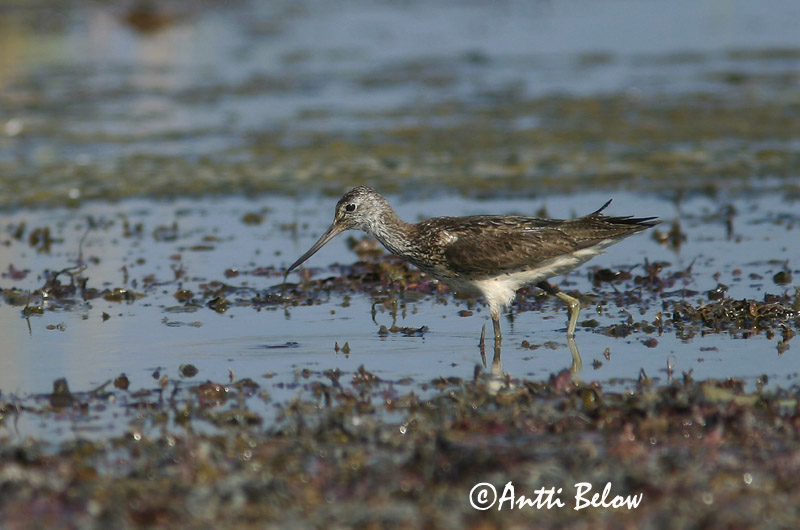 Avainsanat: Gamba verda Hvidklire Groenpootruiter Common Greenshank Heletilder Valkoviklo Chevalier aboyeur Grünschenkel Szürke cankó Lyngstelkur Gluttsnipe Perna-verde-comum Tringa nebularia Archibebe Claro Gluttsnäppa