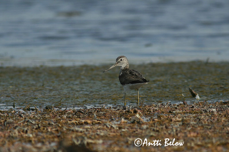Avainsanat: Gamba verda Hvidklire Groenpootruiter Common Greenshank Heletilder Valkoviklo Chevalier aboyeur Grünschenkel Szürke cankó Lyngstelkur Gluttsnipe Perna-verde-comum Tringa nebularia Archibebe Claro Gluttsnäppa