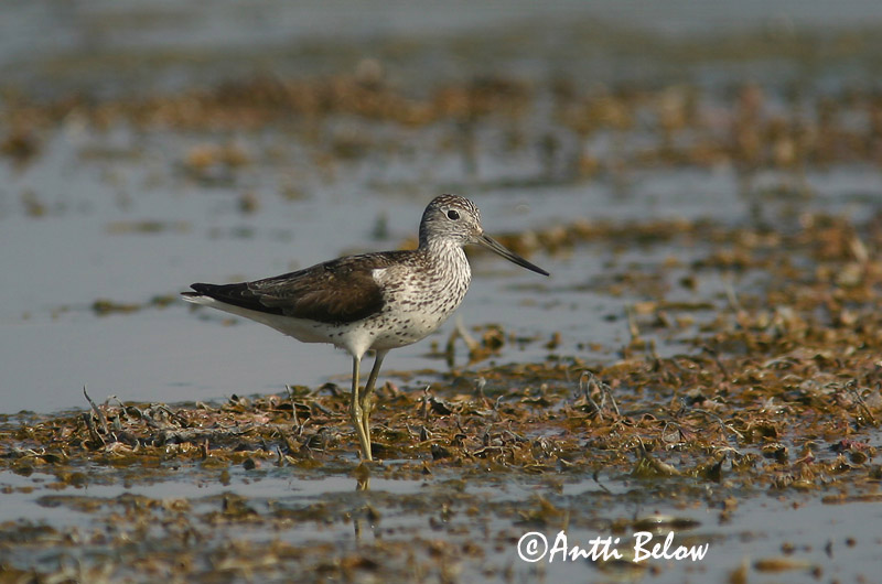 Avainsanat: Gamba verda Hvidklire Groenpootruiter Common Greenshank Heletilder Valkoviklo Chevalier aboyeur Grünschenkel Szürke cankó Lyngstelkur Gluttsnipe Perna-verde-comum Tringa nebularia Archibebe Claro Gluttsnäppa