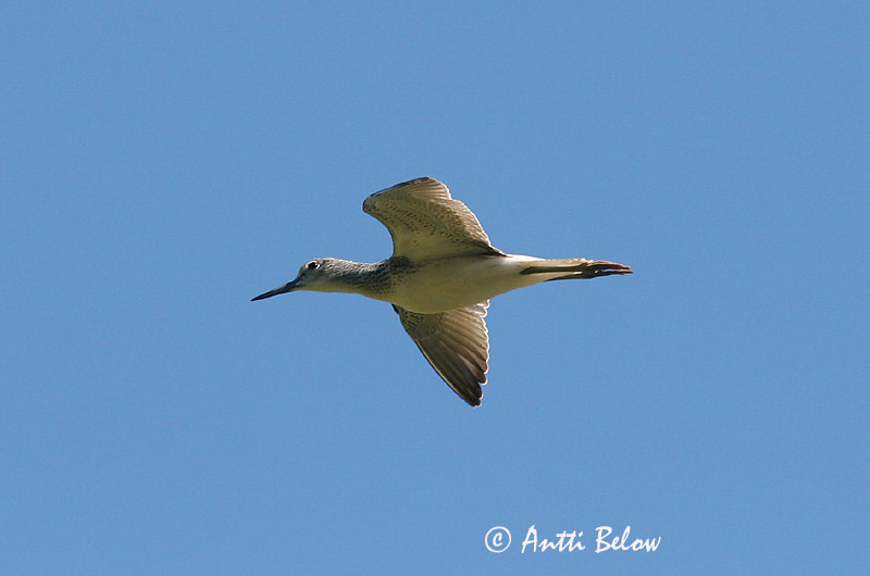 Avainsanat: Gamba verda Hvidklire Groenpootruiter Common Greenshank Heletilder Valkoviklo Chevalier aboyeur Grünschenkel Szürke cankó Lyngstelkur Gluttsnipe Perna-verde-comum Tringa nebularia Archibebe Claro Gluttsnäppa