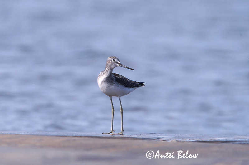 Avainsanat: Gamba verda Hvidklire Groenpootruiter Common Greenshank Heletilder Valkoviklo Chevalier aboyeur Grünschenkel Szürke cankó Lyngstelkur Gluttsnipe Perna-verde-comum Tringa nebularia Archibebe Claro Gluttsnäppa