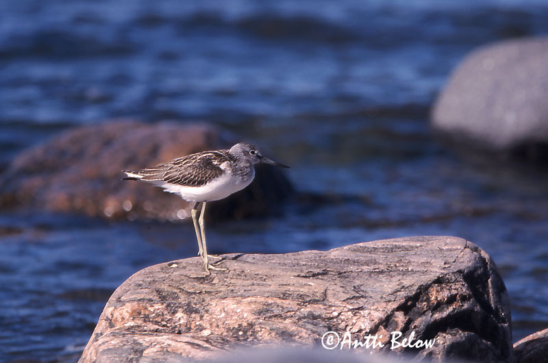 Avainsanat: Gamba verda Hvidklire Groenpootruiter Common Greenshank Heletilder Valkoviklo Chevalier aboyeur Grünschenkel Szürke cankó Lyngstelkur Gluttsnipe Perna-verde-comum Tringa nebularia Archibebe Claro Gluttsnäppa