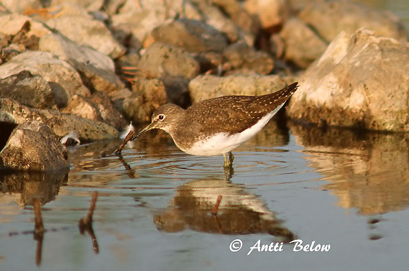 Avainsanat: Xivita Svaleklire Witgatje Green Sandpiper Metstilder Metsäviklo Chevalier culblanc Waldwasserläufer Erdei cankó Trjástelkur Skogsnipe Pássaro-bique-bique Tringa ochropus Andarríos Grande Skogssnäppa
