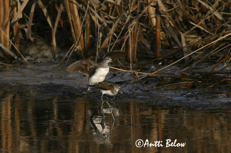 Avainsanat: Xivita Svaleklire Witgatje Green Sandpiper Metstilder Metsäviklo Chevalier culblanc Waldwasserläufer Erdei cankó Trjástelkur Skogsnipe Pássaro-bique-bique Tringa ochropus Andarríos Grande Skogssnäppa