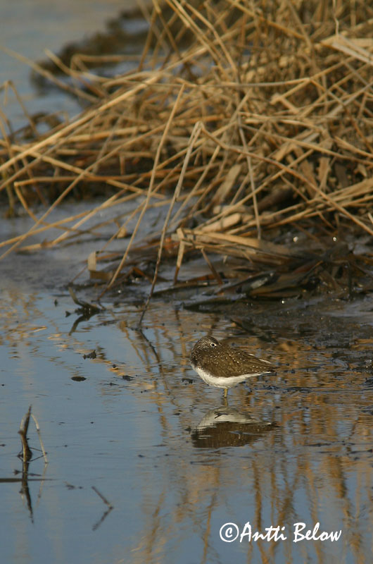 Avainsanat: Xivita Svaleklire Witgatje Green Sandpiper Metstilder Metsäviklo Chevalier culblanc Waldwasserläufer Erdei cankó Trjástelkur Skogsnipe Pássaro-bique-bique Tringa ochropus Andarríos Grande Skogssnäppa