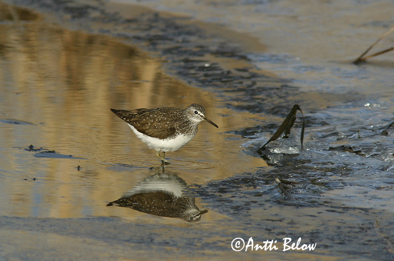Avainsanat: Xivita Svaleklire Witgatje Green Sandpiper Metstilder Metsäviklo Chevalier culblanc Waldwasserläufer Erdei cankó Trjástelkur Skogsnipe Pássaro-bique-bique Tringa ochropus Andarríos Grande Skogssnäppa