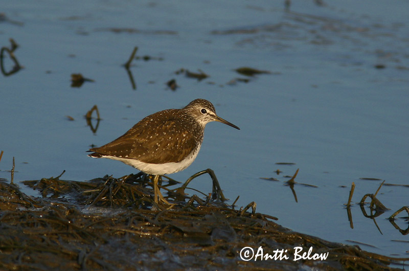 Avainsanat: Xivita Svaleklire Witgatje Green Sandpiper Metstilder Metsäviklo Chevalier culblanc Waldwasserläufer Erdei cankó Trjástelkur Skogsnipe Pássaro-bique-bique Tringa ochropus Andarríos Grande Skogssnäppa