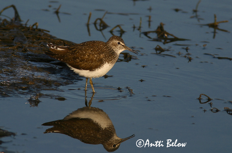 Avainsanat: Xivita Svaleklire Witgatje Green Sandpiper Metstilder Metsäviklo Chevalier culblanc Waldwasserläufer Erdei cankó Trjástelkur Skogsnipe Pássaro-bique-bique Tringa ochropus Andarríos Grande Skogssnäppa