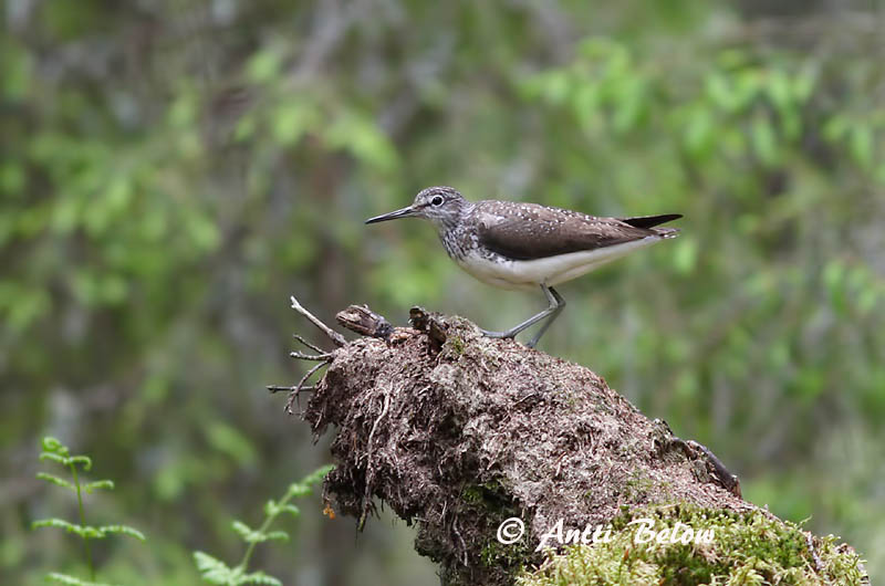 Avainsanat: Xivita Svaleklire Witgatje Green Sandpiper Metstilder Metsäviklo Chevalier culblanc Waldwasserläufer Erdei cankó Trjástelkur Skogsnipe Pássaro-bique-bique Tringa ochropus Andarríos Grande Skogssnäppa