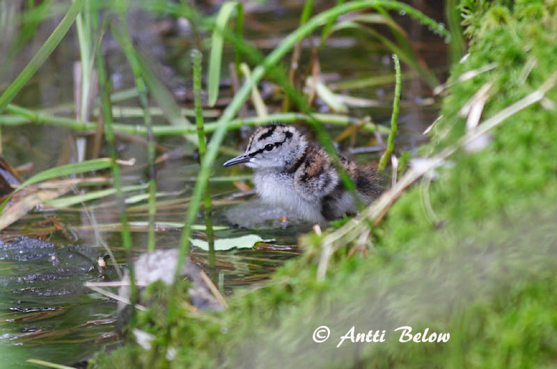 Avainsanat: Xivita Svaleklire Witgatje Green Sandpiper Metstilder Metsäviklo Chevalier culblanc Waldwasserläufer Erdei cankó Trjástelkur Skogsnipe Pássaro-bique-bique Tringa ochropus Andarríos Grande Skogssnäppa