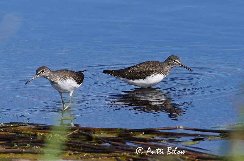 Avainsanat: Xivita Svaleklire Witgatje Green Sandpiper Metstilder Metsäviklo Chevalier culblanc Waldwasserläufer Erdei cankó Trjástelkur Skogsnipe Pássaro-bique-bique Tringa ochropus Andarríos Grande Skogssnäppa