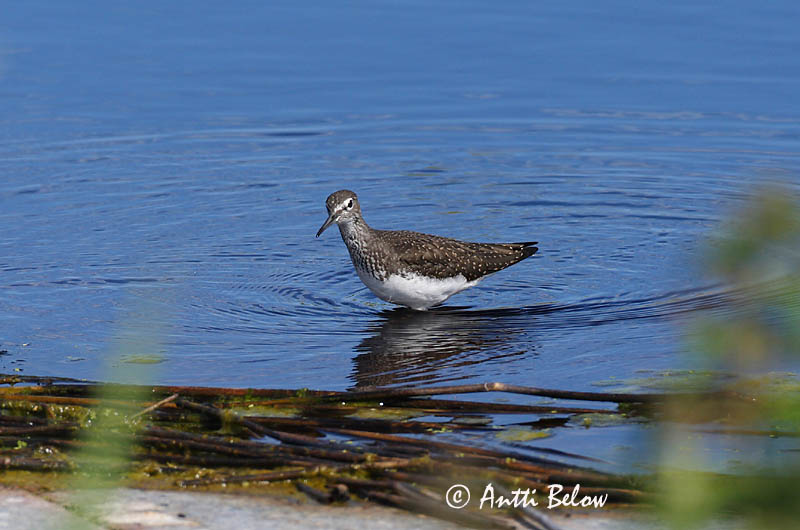Avainsanat: Xivita Svaleklire Witgatje Green Sandpiper Metstilder Metsäviklo Chevalier culblanc Waldwasserläufer Erdei cankó Trjástelkur Skogsnipe Pássaro-bique-bique Tringa ochropus Andarríos Grande Skogssnäppa
