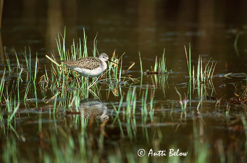 Avainsanat: Siseta Damklire Poelruiter Marsh Sandpiper Lammitilder Lampiviklo Chevalier stagnatile Teichwasserläufer Tavi cankó Vatnastelkur Damsnipe Perna-verde-fino Tringa stagnatilis Archibebe Fino Dammsnäppa