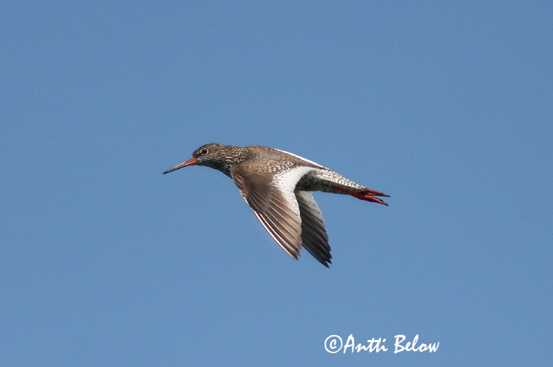 Avainsanat: Gamba roja vulgar Rødben Tureluur Common Redshank Punajalg-tilder Punajalkaviklo Chevalier gambette Rotschenkel Piroslábú cankó Stelkur Rødstilk Perna-vermelha-comum Tringa totanus Archibebe Común Rödbena