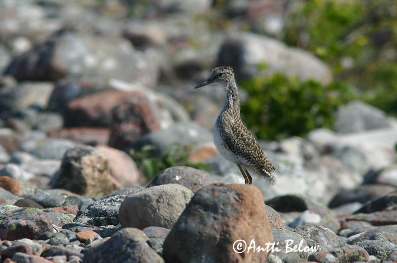 Avainsanat: Gamba roja vulgar Rødben Tureluur Common Redshank Punajalg-tilder Punajalkaviklo Chevalier gambette Rotschenkel Piroslábú cankó Stelkur Rødstilk Perna-vermelha-comum Tringa totanus Archibebe Común Rödbena