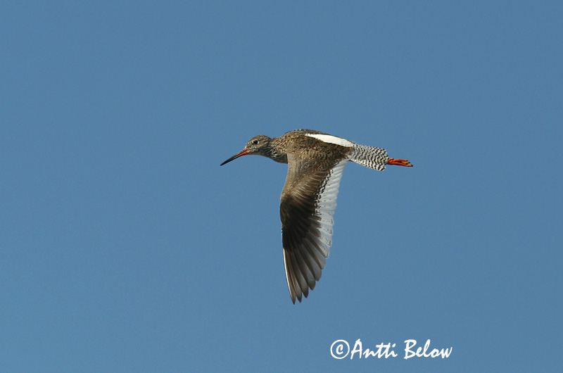 Avainsanat: Gamba roja vulgar Rødben Tureluur Common Redshank Punajalg-tilder Punajalkaviklo Chevalier gambette Rotschenkel Piroslábú cankó Stelkur Rødstilk Perna-vermelha-comum Tringa totanus Archibebe Común Rödbena