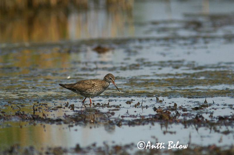 Avainsanat: Gamba roja vulgar Rødben Tureluur Common Redshank Punajalg-tilder Punajalkaviklo Chevalier gambette Rotschenkel Piroslábú cankó Stelkur Rødstilk Perna-vermelha-comum Tringa totanus Archibebe Común Rödbena
