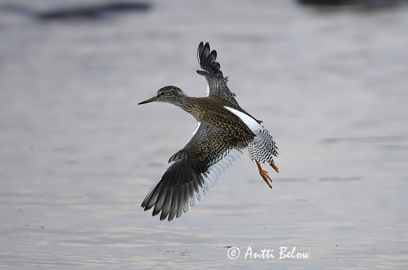 Avainsanat: Gamba roja vulgar Rødben Tureluur Common Redshank Punajalg-tilder Punajalkaviklo Chevalier gambette Rotschenkel Piroslábú cankó Stelkur Rødstilk Perna-vermelha-comum Tringa totanus Archibebe Común Rödbena