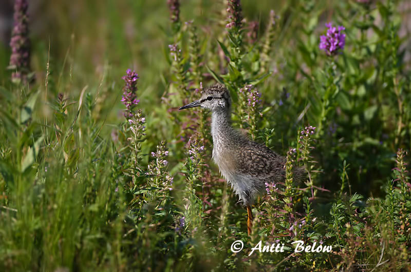 Avainsanat: Gamba roja vulgar Rødben Tureluur Common Redshank Punajalg-tilder Punajalkaviklo Chevalier gambette Rotschenkel Piroslábú cankó Stelkur Rødstilk Perna-vermelha-comum Tringa totanus Archibebe Común Rödbena