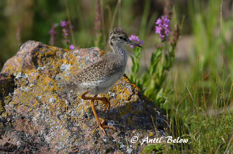 Avainsanat: Gamba roja vulgar Rødben Tureluur Common Redshank Punajalg-tilder Punajalkaviklo Chevalier gambette Rotschenkel Piroslábú cankó Stelkur Rødstilk Perna-vermelha-comum Tringa totanus Archibebe Común Rödbena