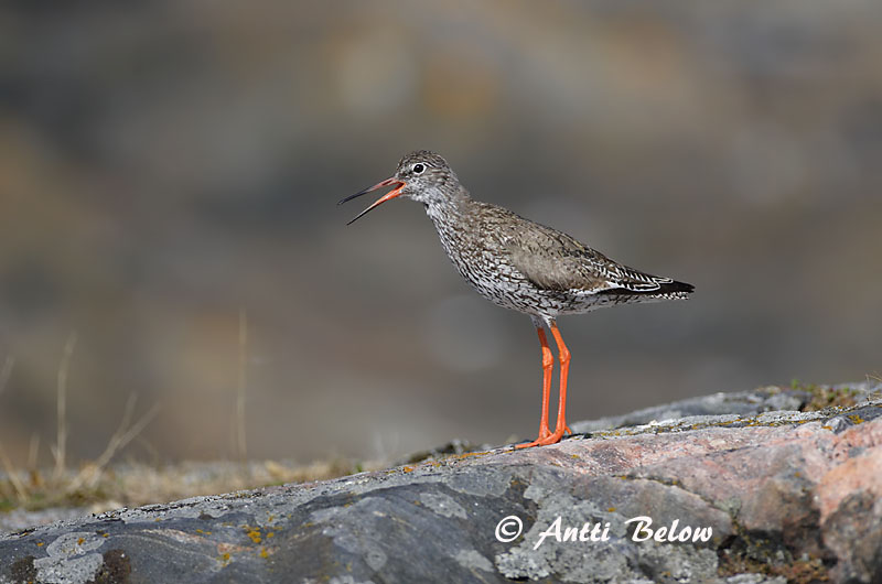 Avainsanat: Gamba roja vulgar Rødben Tureluur Common Redshank Punajalg-tilder Punajalkaviklo Chevalier gambette Rotschenkel Piroslábú cankó Stelkur Rødstilk Perna-vermelha-comum Tringa totanus Archibebe Común Rödbena