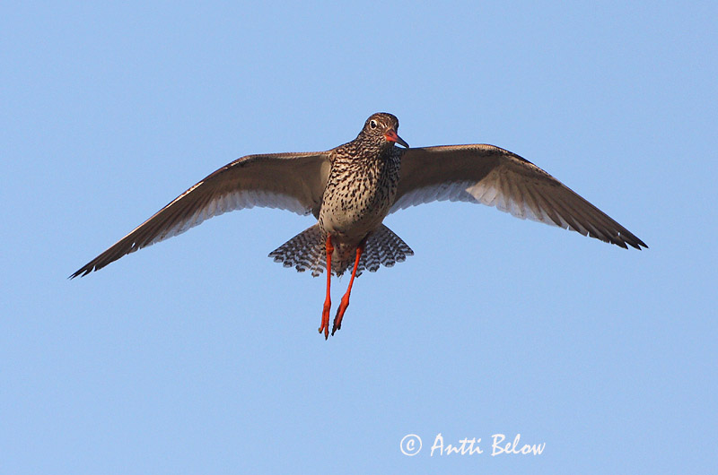Avainsanat: Gamba roja vulgar Rødben Tureluur Common Redshank Punajalg-tilder Punajalkaviklo Chevalier gambette Rotschenkel Piroslábú cankó Stelkur Rødstilk Perna-vermelha-comum Tringa totanus Archibebe Común Rödbena