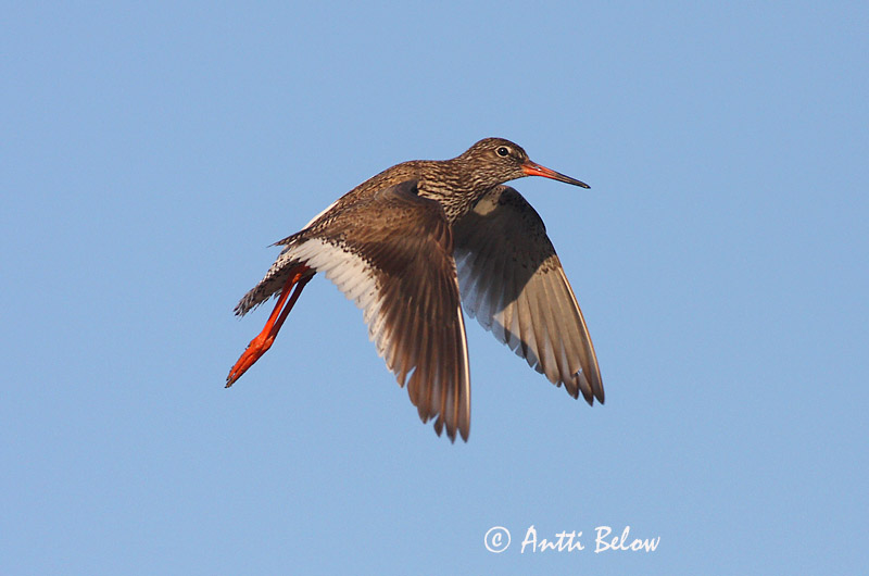 Avainsanat: Gamba roja vulgar Rødben Tureluur Common Redshank Punajalg-tilder Punajalkaviklo Chevalier gambette Rotschenkel Piroslábú cankó Stelkur Rødstilk Perna-vermelha-comum Tringa totanus Archibebe Común Rödbena