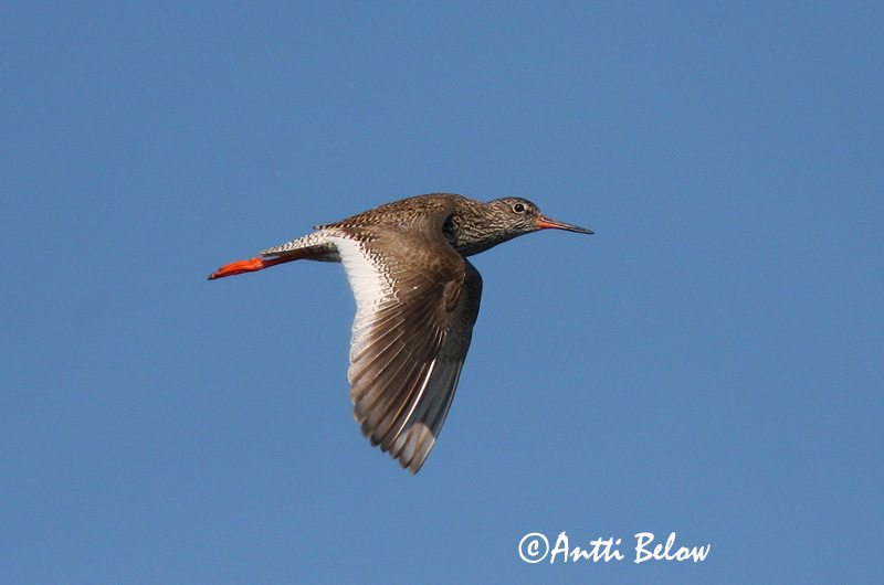 Avainsanat: Gamba roja vulgar Rødben Tureluur Common Redshank Punajalg-tilder Punajalkaviklo Chevalier gambette Rotschenkel Piroslábú cankó Stelkur Rødstilk Perna-vermelha-comum Tringa totanus Archibebe Común Rödbena