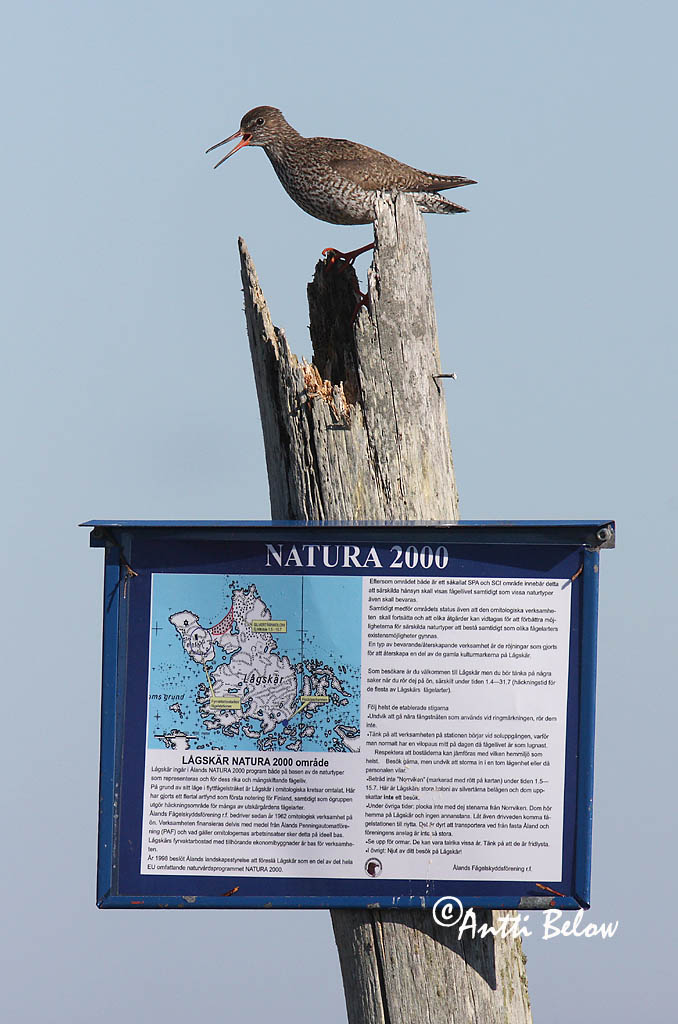 Avainsanat: Gamba roja vulgar Rødben Tureluur Common Redshank Punajalg-tilder Punajalkaviklo Chevalier gambette Rotschenkel Piroslábú cankó Stelkur Rødstilk Perna-vermelha-comum Tringa totanus Archibebe Común Rödbena