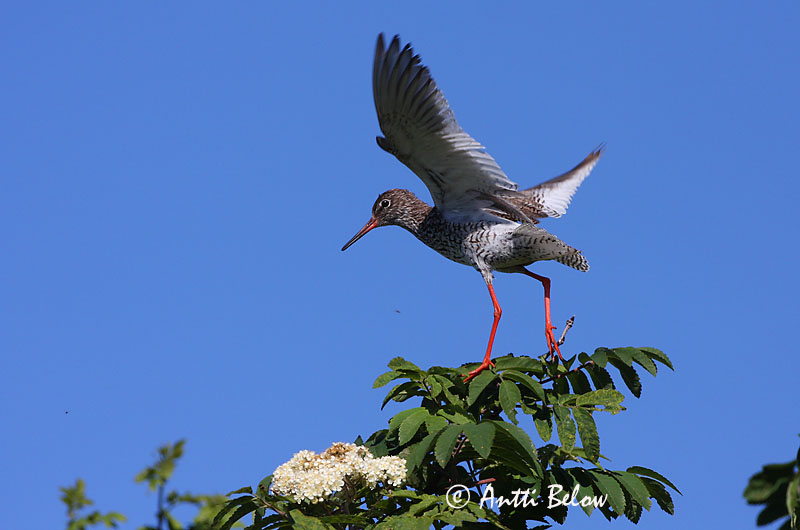 Avainsanat: Gamba roja vulgar Rødben Tureluur Common Redshank Punajalg-tilder Punajalkaviklo Chevalier gambette Rotschenkel Piroslábú cankó Stelkur Rødstilk Perna-vermelha-comum Tringa totanus Archibebe Común Rödbena