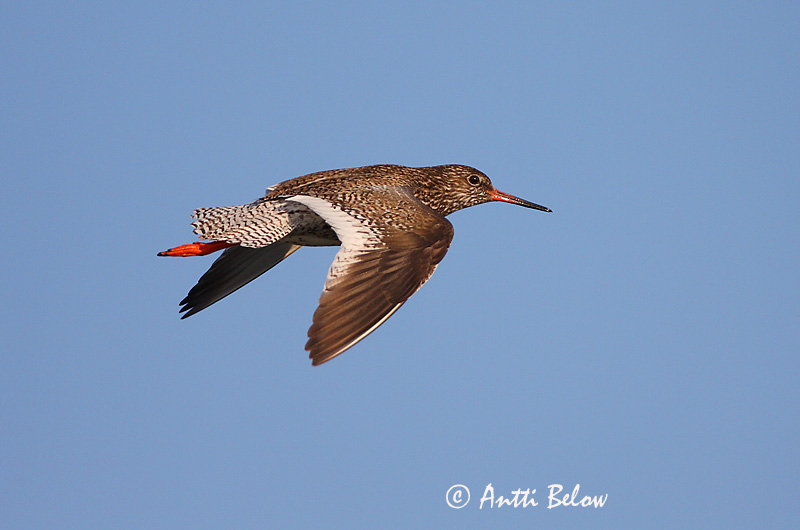 Avainsanat: Gamba roja vulgar Rødben Tureluur Common Redshank Punajalg-tilder Punajalkaviklo Chevalier gambette Rotschenkel Piroslábú cankó Stelkur Rødstilk Perna-vermelha-comum Tringa totanus Archibebe Común Rödbena