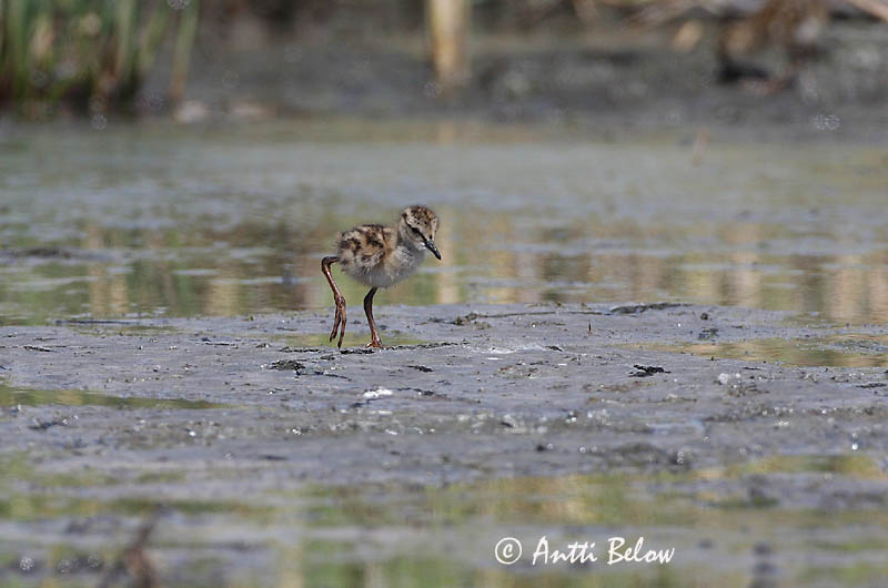 Avainsanat: Gamba roja vulgar Rødben Tureluur Common Redshank Punajalg-tilder Punajalkaviklo Chevalier gambette Rotschenkel Piroslábú cankó Stelkur Rødstilk Perna-vermelha-comum Tringa totanus Archibebe Común Rödbena
