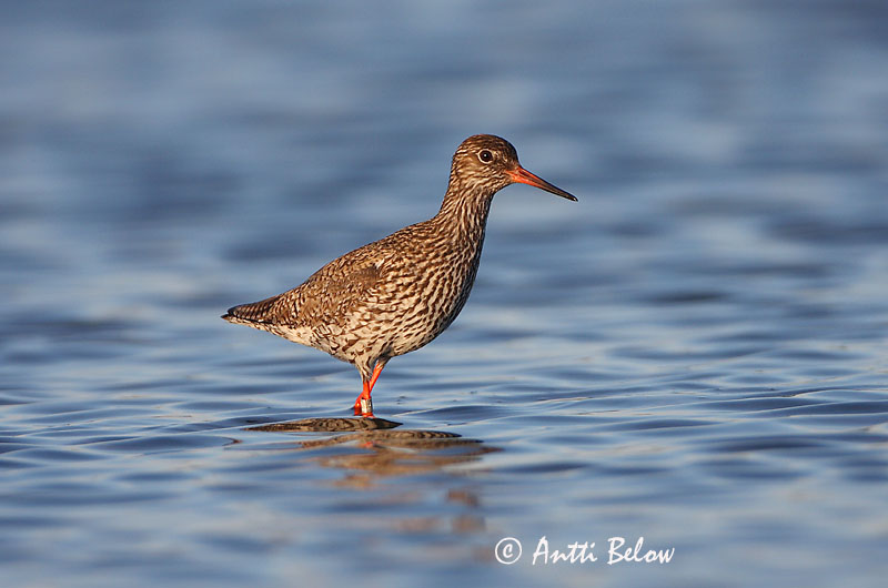 Avainsanat: Gamba roja vulgar Rødben Tureluur Common Redshank Punajalg-tilder Punajalkaviklo Chevalier gambette Rotschenkel Piroslábú cankó Stelkur Rødstilk Perna-vermelha-comum Tringa totanus Archibebe Común Rödbena