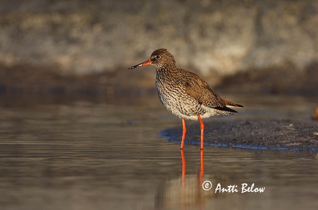 Avainsanat: Gamba roja vulgar Rødben Tureluur Common Redshank Punajalg-tilder Punajalkaviklo Chevalier gambette Rotschenkel Piroslábú cankó Stelkur Rødstilk Perna-vermelha-comum Tringa totanus Archibebe Común Rödbena