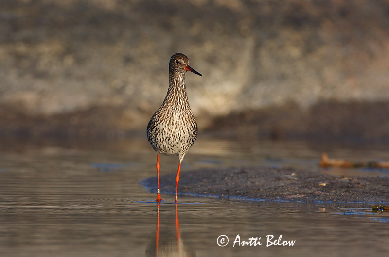 Avainsanat: Gamba roja vulgar Rødben Tureluur Common Redshank Punajalg-tilder Punajalkaviklo Chevalier gambette Rotschenkel Piroslábú cankó Stelkur Rødstilk Perna-vermelha-comum Tringa totanus Archibebe Común Rödbena
