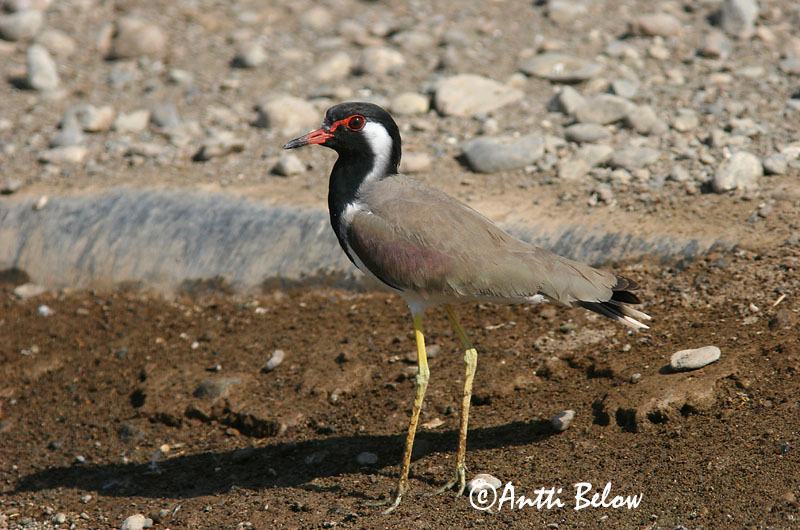 Avainsanat: Intianhyyppä Indische kievit Red-wattled Lapwing Vanneau indien Pavoncella indiana Brillevipe Vanellus indicus Rödflikvipa