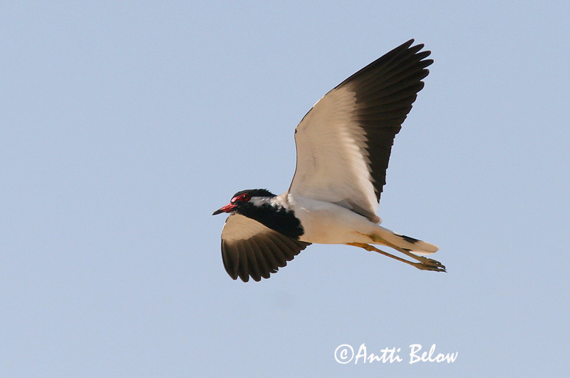 Avainsanat: Intianhyyppä Indische kievit Red-wattled Lapwing Vanneau indien Pavoncella indiana Brillevipe Vanellus indicus Rödflikvipa