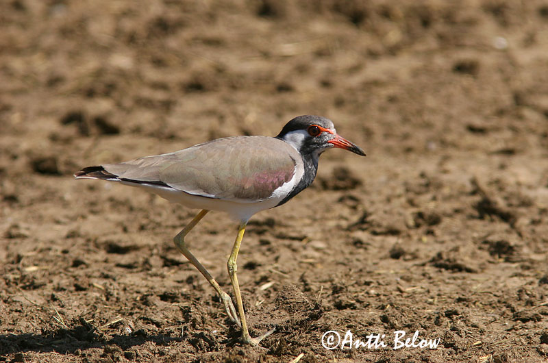 Avainsanat: Intianhyyppä Indische kievit Red-wattled Lapwing Vanneau indien Pavoncella indiana Brillevipe Vanellus indicus Rödflikvipa