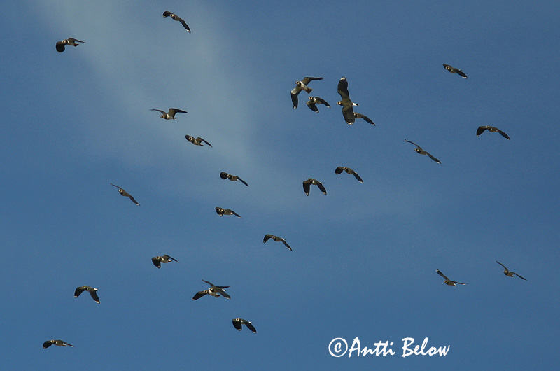 Avainsanat: Fredeluga Vibe Kievit Northern Lapwing Kiivitaja Töyhtöhyyppä Vanneau huppé Kiebitz Bíbic Vepja Pavoncella Vipe Abibe-comum Vanellus vanellus Avefría Europea Tofsvipa