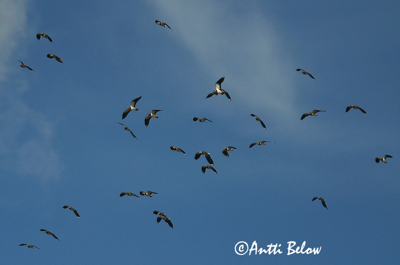 Avainsanat: Fredeluga Vibe Kievit Northern Lapwing Kiivitaja Töyhtöhyyppä Vanneau huppé Kiebitz Bíbic Vepja Pavoncella Vipe Abibe-comum Vanellus vanellus Avefría Europea Tofsvipa