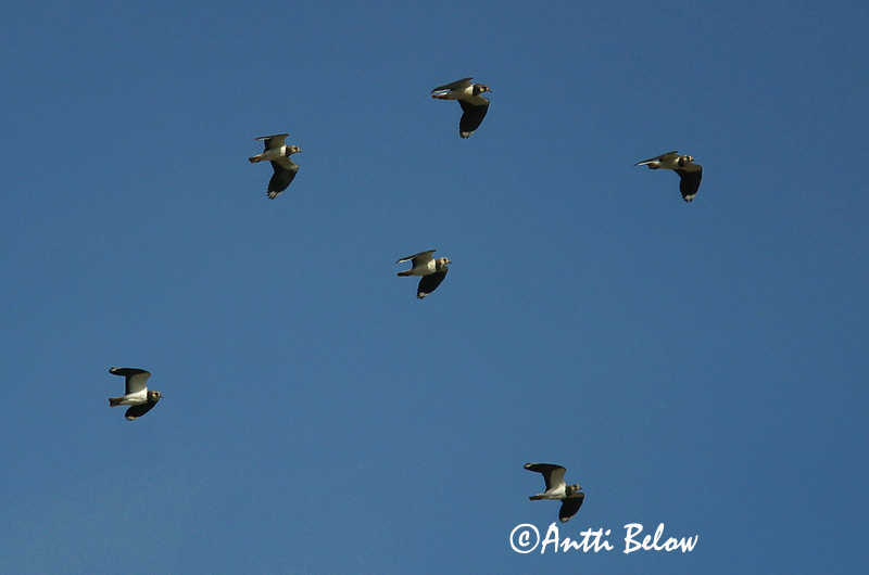 Avainsanat: Fredeluga Vibe Kievit Northern Lapwing Kiivitaja Töyhtöhyyppä Vanneau huppé Kiebitz Bíbic Vepja Pavoncella Vipe Abibe-comum Vanellus vanellus Avefría Europea Tofsvipa