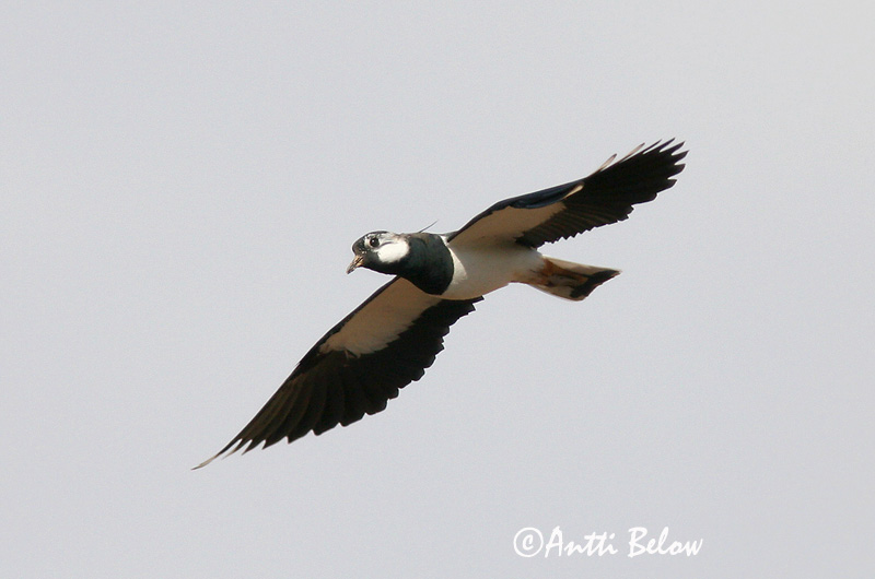 Avainsanat: Fredeluga Vibe Kievit Northern Lapwing Kiivitaja Töyhtöhyyppä Vanneau huppé Kiebitz Bíbic Vepja Pavoncella Vipe Abibe-comum Vanellus vanellus Avefría Europea Tofsvipa